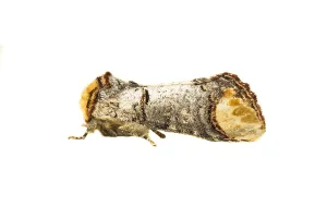 White Background Prints: Buff-tip; Phalera bucephala