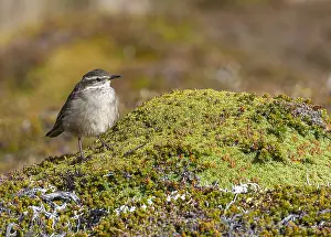 Images Dated 7th March 2006: Buff-winged cinclodes, Cinclodes fuscus