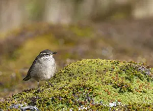 Images Dated 7th March 2006: Buff-winged cinclodes, Cinclodes fuscus