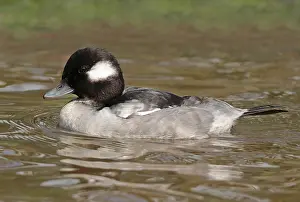 Eclips Prints: Bufflehead, Bucephala albeola