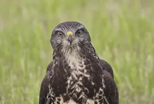Images Dated 17th September 2008: Buizerd, , Buteo buteo