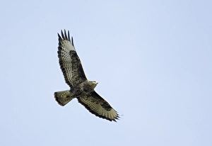 Images Dated 12th October 2005: Buizerd, Common Buzzard, Buteo buteo