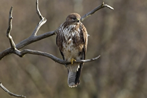 Images Dated 4th January 2011: Buizerd, Common Buzzard, Buteo buteo