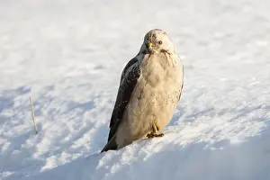 Images Dated 31st January 2014: Buizerd, Common Buzzard, Buteo buteo