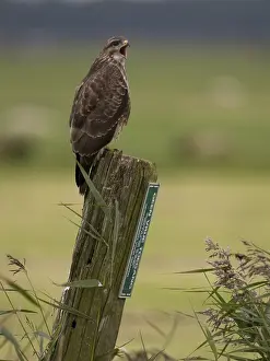 Images Dated 16th September 2008: Buizerd, Common Buzzard, Buteo buteo
