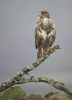 Zittende Prints: Buizerd, Common Buzzard, Buteo buteo