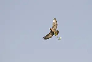 Nestmateriaal Prints: Buizerd, Common Buzzard, Buteo buteo
