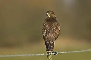 Zittende Prints: Buizerd, Common Buzzard, Buteo buteo