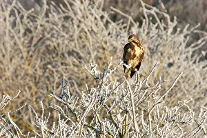 2007 Prints: Buizerd, Common Buzzard, Buteo buteo