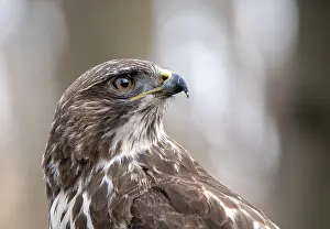 Buteo Prints: Buizerd, Common Buzzard, Buteo buteo