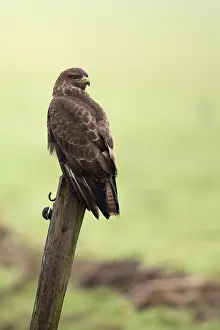 Doortrekker Prints: Buizerd, Common Buzzard, Buteo buteo