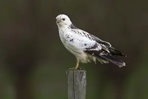 Doortrekker Prints: Buizerd; Common Buzzard; Buteo buteo