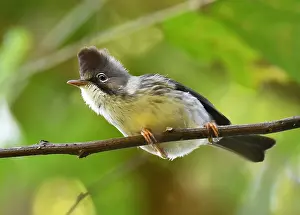 Myanmar Prints: Burmese Yuhina, Yuhina humilis