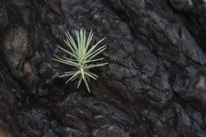 Images Dated 7th October 2016: Detail of a burned Canary pine tree