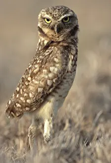 Images Dated 16th June 2014: Burrowing owl