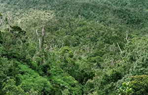 Images Dated 18th June 2014: Bwindi Impenetrable Forest Uganda