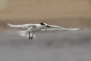 Images Dated 6th December 2009: Cabot's Tern