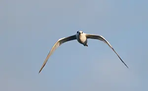 Images Dated 12th April 2017: Cabot's Tern, Sterna acuflavidus