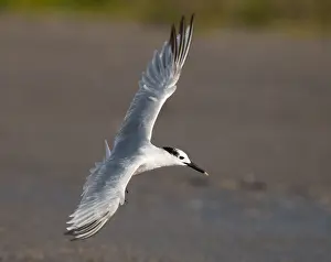 Acuflavidus Prints: Cabot's Tern, Sterna acuflavidus