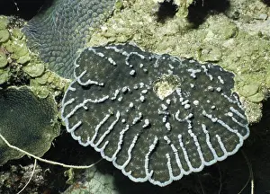 2002 Prints: Cactus Coral, Pavona