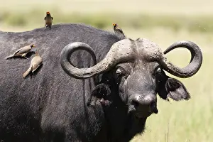 Buffalo Prints: Cape buffalo, Syncerus caffer