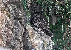 2009 Prints: Cape Eagle-Owl, Bubo capensis