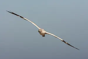 Images Dated 8th December 2007: Cape Gannet, Morus capensis