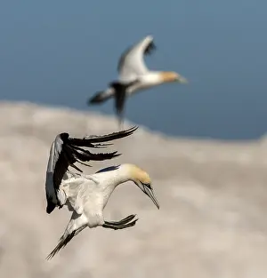 Images Dated 8th December 2007: Cape Gannet, Morus capensis