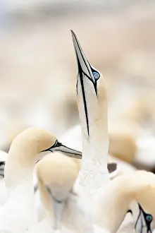 Images Dated 10th December 2007: Cape Gannet, Morus capensis