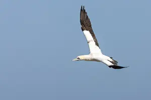 Images Dated 8th December 2007: Cape Gannet, Morus capensis