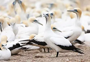 Images Dated 10th December 2007: Cape Gannet, Morus capensis