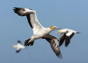 Images Dated 8th December 2007: Cape Gannet, Morus capensis