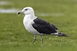 Images Dated 18th June 2014: Cape Gull, Larus dominicanus vetula