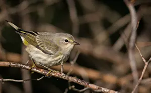 Images Dated 27th September 2015: Cape May Warbler, Setophaga tigrina