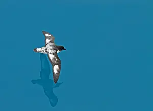 South Georgia Prints: Cape Petrel, Daption capense