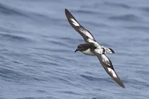 Petrel Prints: Cape Petrel, Daption capense