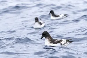 Capense Prints: Cape Petrel, Daption capense australe