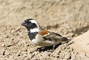 Images Dated 23rd September 2008: Cape Sparrow, Passer melanurus