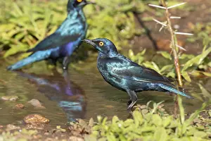 Lamprotornis Prints: Cape Starling, Lamprotornis nitens