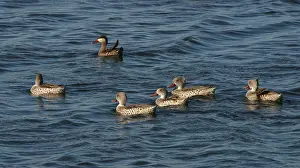 Images Dated 16th April 2005: Cape Teal, Anas capensis