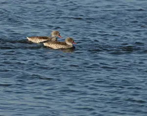 Images Dated 16th April 2005: Cape Teal, Anas capensis