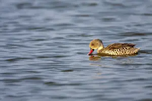 Images Dated 6th June 2010: Cape teal, Anas capensis