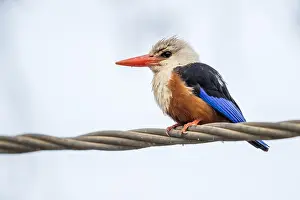 Leucocephala Prints: Cape Verde Grey-headed Kingfisher, Halcyon leucocephala acteon