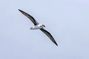 2019 Prints: Cape Verde Petrel (Pterodroma feae) flying off Raso