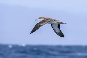 Pijlstormvogel Prints: Cape Verde Shearwater, Calonectris edwardsii