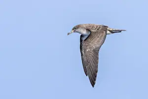 Pijlstormvogel Prints: Cape Verde Shearwater, Calonectris edwardsii