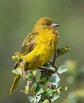 Images Dated 3rd December 2007: Cape Weaver, Ploceus capensis