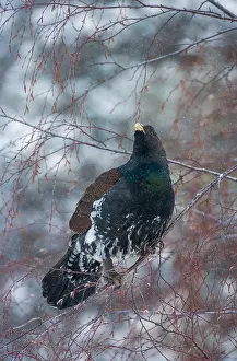 Images Dated 3rd February 2006: Capercaillie, Tetrao Urogallus