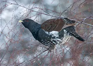 Images Dated 3rd February 2006: Capercaillie, Tetrao Urogallus