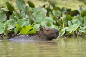 Images Dated 28th September 2015: A Capybara, Hydrochaeris hydrochaeris